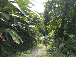 jungle hike