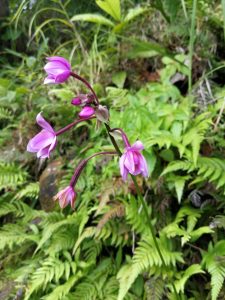 flowers orchids