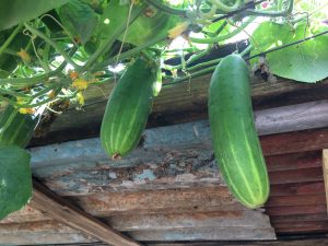 7 Health Benefits of Eating Cucumber